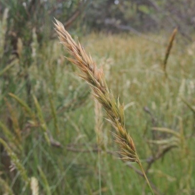 Anthoxanthum odoratum (Sweet Vernal Grass) at Paddys River, ACT - 30 Nov 2021 by MichaelBedingfield