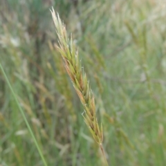 Anthoxanthum odoratum at Paddys River, ACT - 30 Nov 2021 03:35 PM