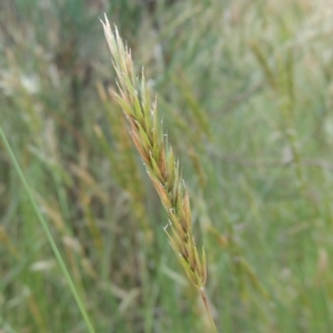 Anthoxanthum odoratum at Paddys River, ACT - 30 Nov 2021