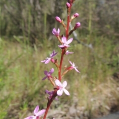 Stylidium graminifolium (Grass Triggerplant) at Paddys River, ACT - 30 Nov 2021 by michaelb