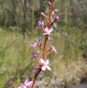 Stylidium graminifolium at Paddys River, ACT - 30 Nov 2021