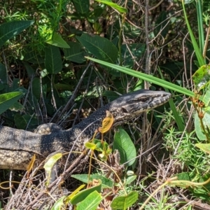 Varanus rosenbergi at Tennent, ACT - suppressed