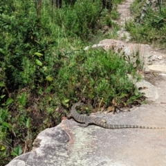 Varanus rosenbergi at Tennent, ACT - suppressed