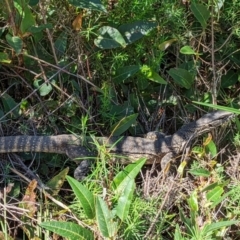 Varanus rosenbergi at Tennent, ACT - suppressed