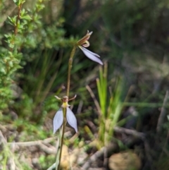 Eriochilus cucullatus (Parson's Bands) at Tennent, ACT - 14 Mar 2022 by Rebeccajgee