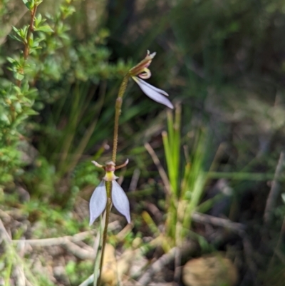 Eriochilus cucullatus (Parson's Bands) at Tennent, ACT - 14 Mar 2022 by Rebeccajgee