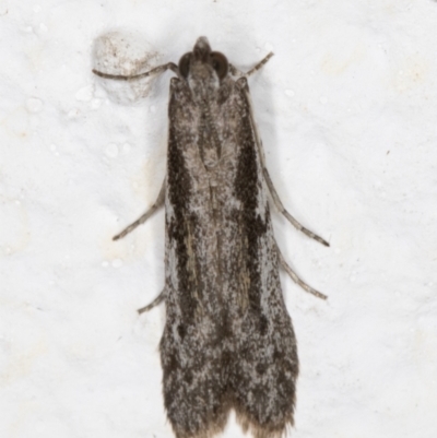 Meyrickiella homosema (Grey Snout Moth) at Melba, ACT - 15 Jan 2022 by kasiaaus