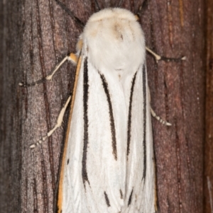 Aloa marginata at Melba, ACT - 15 Jan 2022