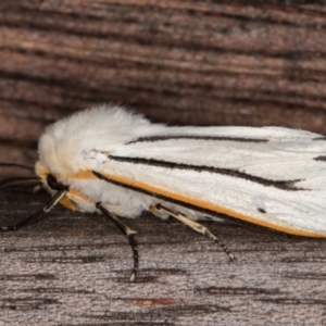 Aloa marginata at Melba, ACT - 15 Jan 2022