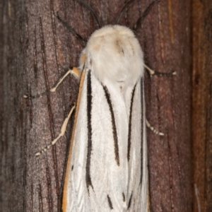 Aloa marginata at Melba, ACT - 15 Jan 2022