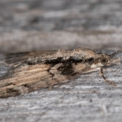 Microdes diplodonta at Melba, ACT - 16 Jan 2022