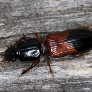 Clivina basalis at Melba, ACT - 15 Jan 2022