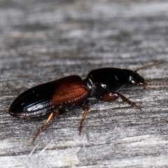 Clivina basalis at Melba, ACT - 15 Jan 2022