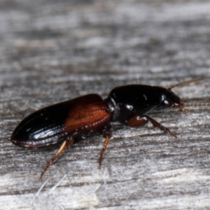 Clivina basalis at Melba, ACT - 15 Jan 2022 10:43 PM