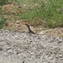 Varanus sp. (genus) (A goanna) at Bimbi, NSW - 14 Mar 2022 by Christine