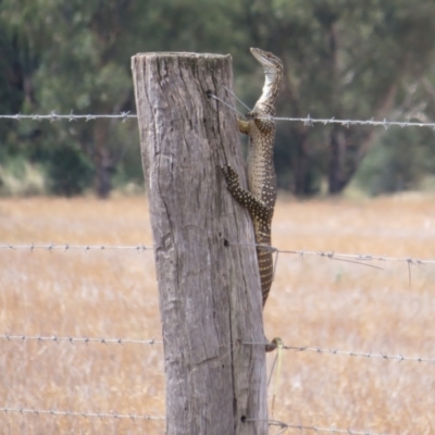 Varanus gouldii (Sand Goanna) at Bimbi, NSW - 14 Mar 2022 by Christine