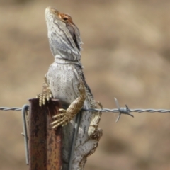 Pogona barbata (Eastern Bearded Dragon) at Bimbi, NSW - 14 Mar 2022 by Christine