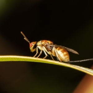 Megastigmus sp. (genus) at Acton, ACT - 14 Mar 2022