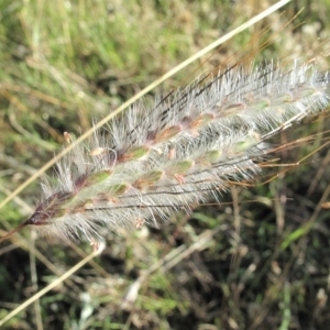 Dichanthium sericeum at Kambah, ACT - 11 Mar 2022