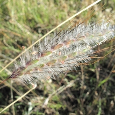 Dichanthium sericeum (Queensland Blue-grass) at Kambah, ACT - 11 Mar 2022 by BarrieR