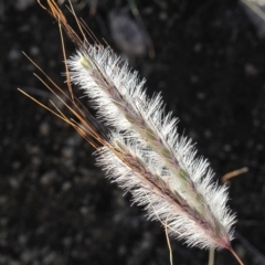 Dichanthium sericeum at Kambah, ACT - 11 Mar 2022