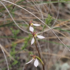 Eriochilus cucullatus (Parson's Bands) at Kambah, ACT - 15 Mar 2022 by BarrieR