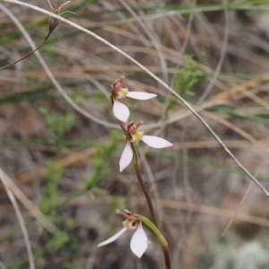 Eriochilus cucullatus at Kambah, ACT - suppressed