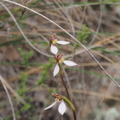 Eriochilus cucullatus (Parson's Bands) at Kambah, ACT - 15 Mar 2022 by BarrieR