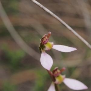 Eriochilus cucullatus at Kambah, ACT - suppressed