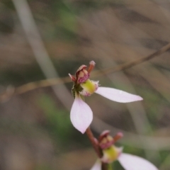 Eriochilus cucullatus at Kambah, ACT - suppressed