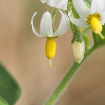 Solanum chenopodioides (Whitetip Nightshade) at Torrens, ACT - 15 Mar 2022 by BarrieR