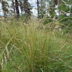 Eragrostis curvula (African Lovegrass) at Isaacs, ACT - 15 Mar 2022 by Mike