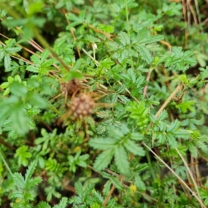 Acaena novae-zelandiae at Isaacs, ACT - 15 Mar 2022 03:30 PM