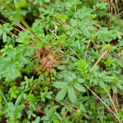 Acaena novae-zelandiae (Bidgee Widgee) at Isaacs, ACT - 15 Mar 2022 by Mike