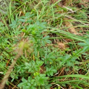 Acaena novae-zelandiae at Isaacs, ACT - 15 Mar 2022 03:30 PM