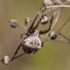 Backobourkia sp. (genus) (An orb weaver) at Namadgi National Park - 14 Mar 2022 by SWishart