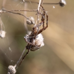 Backobourkia sp. (genus) at Cotter River, ACT - 14 Mar 2022