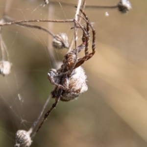 Backobourkia sp. (genus) at Cotter River, ACT - 14 Mar 2022