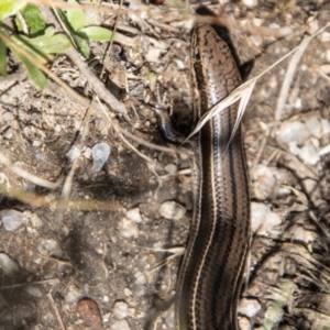 Acritoscincus duperreyi at Cotter River, ACT - 14 Mar 2022