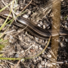 Acritoscincus duperreyi at Cotter River, ACT - 14 Mar 2022