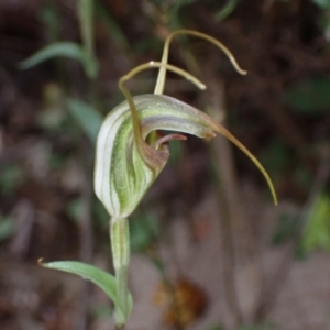 Diplodium laxum at Fadden, ACT - suppressed