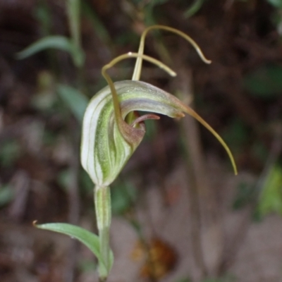 Diplodium laxum (Antelope greenhood) at Wanniassa Hill - 14 Mar 2022 by AnneG1