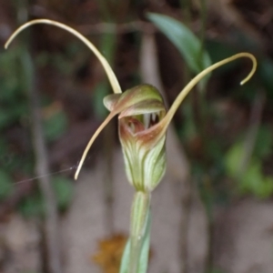 Diplodium laxum at Fadden, ACT - 15 Mar 2022