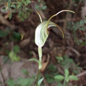 Diplodium laxum at Fadden, ACT - suppressed