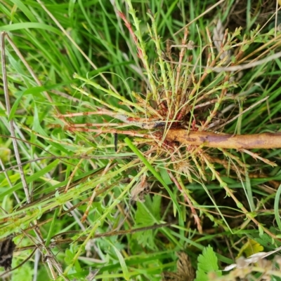 Hypericum perforatum (St John's Wort) at Isaacs, ACT - 15 Mar 2022 by Mike