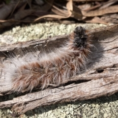 Anthela varia (Hairy Mary) at Wanniassa Hill - 14 Mar 2022 by AnneG1