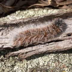 Anthela varia at Fadden, ACT - 14 Mar 2022