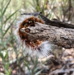 Anthela varia at Fadden, ACT - 14 Mar 2022