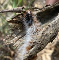 Anthela varia at Fadden, ACT - 14 Mar 2022