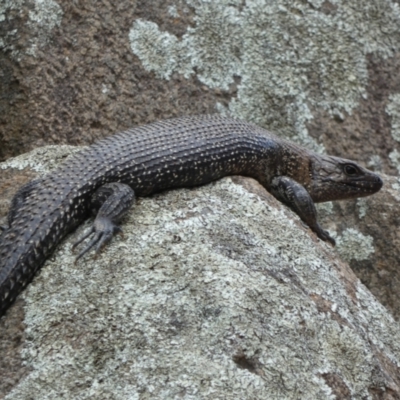 Egernia cunninghami (Cunningham's Skink) at Jindabyne, NSW - 12 Mar 2022 by Birdy